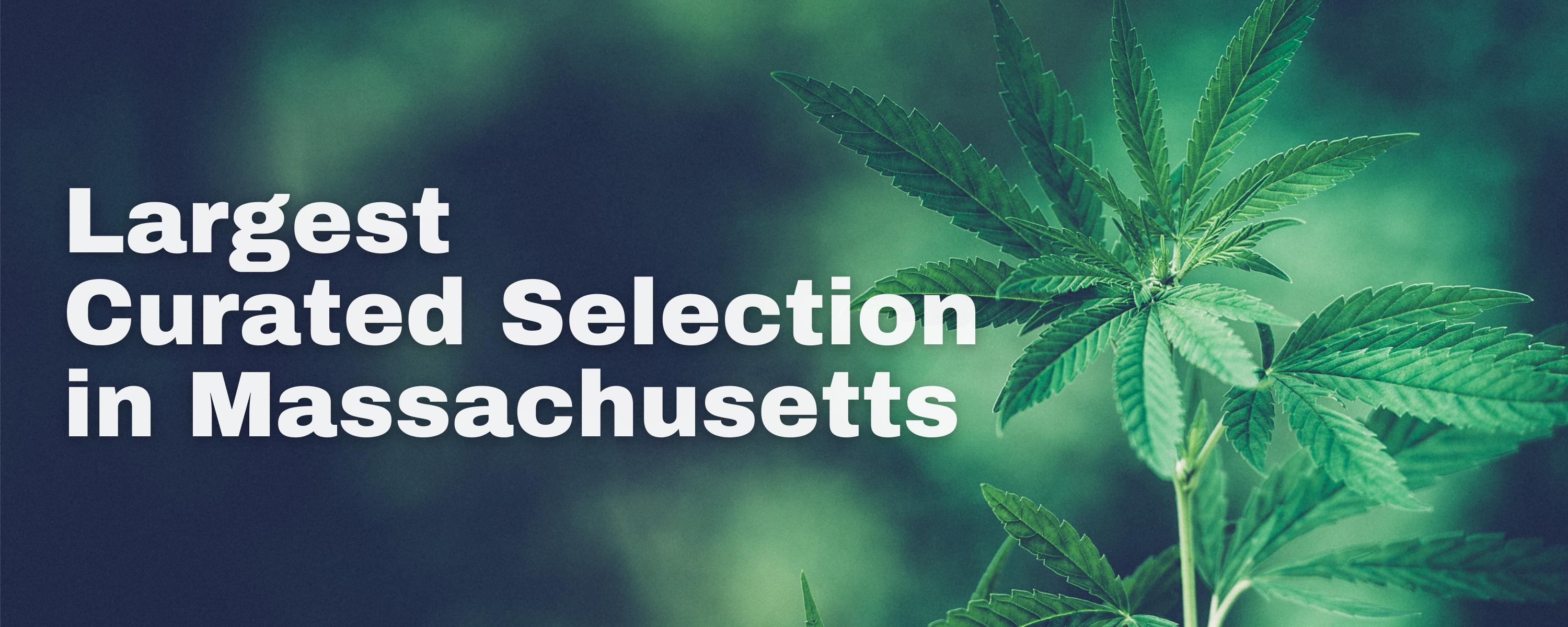 Haverhill Cannabis selection 