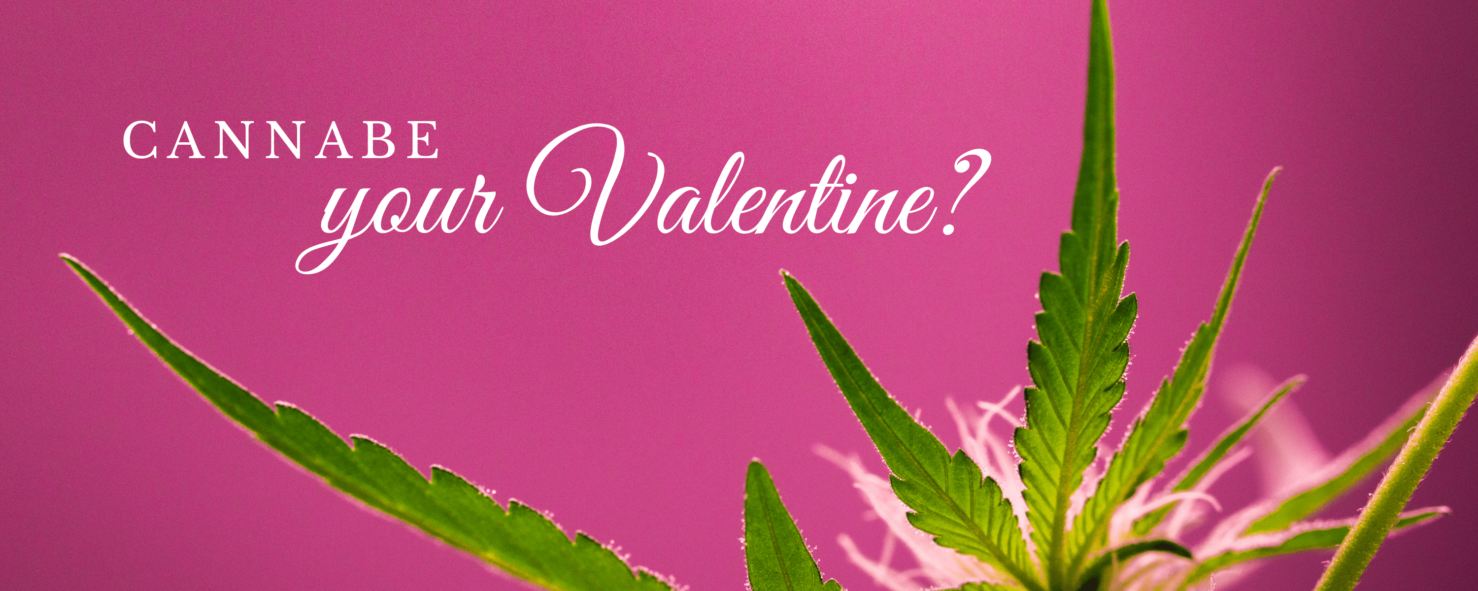 CNA Stores - CannaBe Your Valentine?
