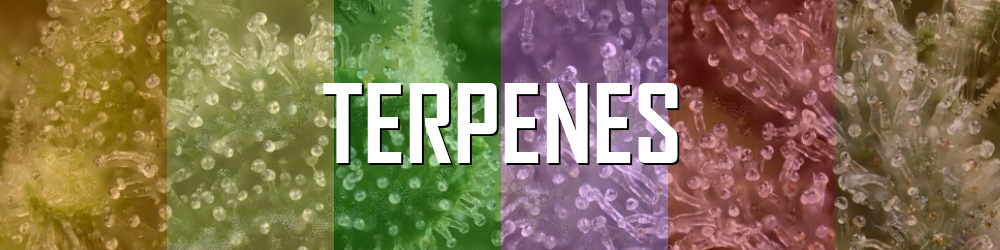 Terpenes: Their Role in Cannabis
