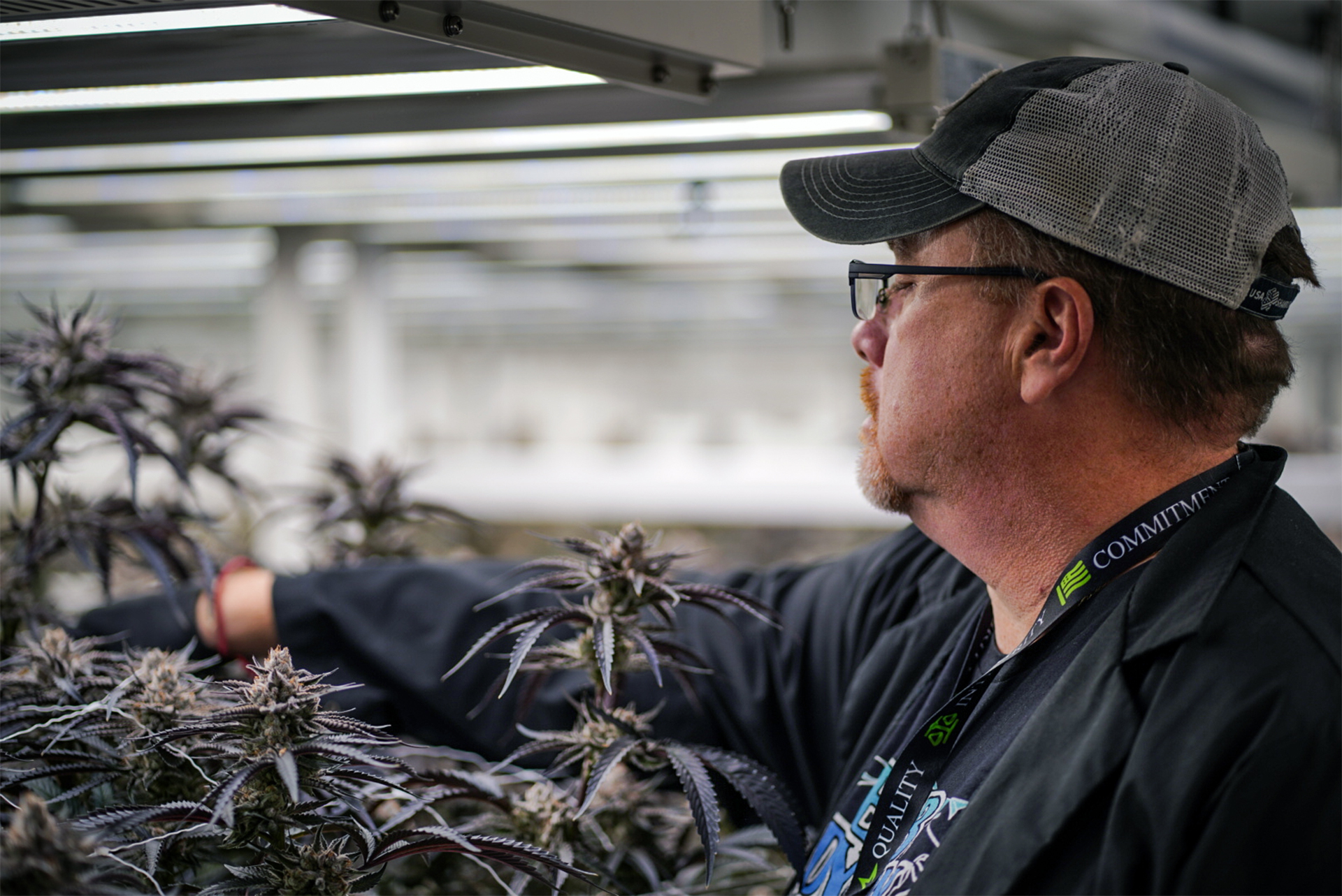 CNA Stores Marijuana Cultivation